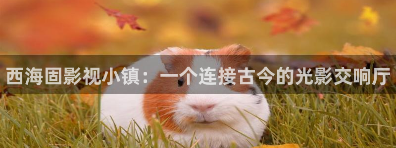悟空视频大全app